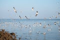 Black-headed gulls Lasus atlanticus in flight on seaside