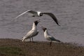 Black headed Gulls Royalty Free Stock Photo