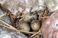 Black-headed gulls made nest