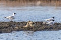 Black-headed Gulls and Male Ruff (bird) in breeding plumage Royalty Free Stock Photo