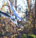 Black headed gulls in mid air Royalty Free Stock Photo