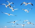 Black-headed Gulls, Outer Banks, North Carolina, USA