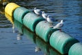 Black Headed Gulls perched on Floating River Barriers