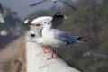 Black Headed Gulls Perched On The Wall Of A Bridge On A Highway In India