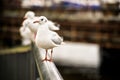 Black headed gulls on a railing