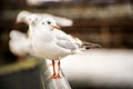 Black headed gulls on a railing