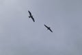 Black headed gulls riding the thermals Royalty Free Stock Photo