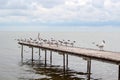 Black-headed gulls sitting on a wooden bridge in the Curonian Lagoon, Lithuania Royalty Free Stock Photo