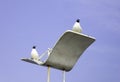 Black-headed Gulls on a street lamp