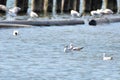 The black headed gulls swimming in the lake Royalty Free Stock Photo