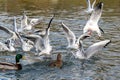 Black headed gulls in winter plumage, Chroicocephalus ridibundus Royalty Free Stock Photo