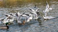 Black headed gulls in winter plumage, Chroicocephalus ridibundus Royalty Free Stock Photo