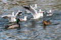 Black headed gulls in winter plumage, Chroicocephalus ridibundus Royalty Free Stock Photo