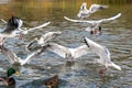 Black headed gulls in winter plumage, Chroicocephalus ridibundus Royalty Free Stock Photo