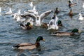 Black headed gulls in winter plumage, Chroicocephalus ridibundus Royalty Free Stock Photo