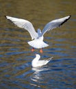 Black-headed gulls in winter plumage in Kelsey Park, Beckenham. Gull in flight over the lake with another bird on the water