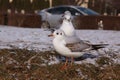 Black-headed gulls in winter on river bank on snow Royalty Free Stock Photo