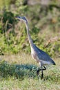 Black-headed heron (ardea melanocephala)