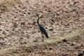 Black-headed heron, Ardea melanocephala, on a field in East Africa