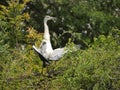 Black Headed Heron Royalty Free Stock Photo