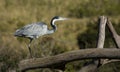 Black headed heron