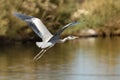 A Black Headed Heron in Flight Royalty Free Stock Photo