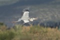 A Black Headed Heron in Flight Royalty Free Stock Photo