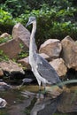 Black-Headed Heron Hunting Royalty Free Stock Photo