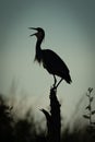 Black-headed heron in silhouette with open beak Royalty Free Stock Photo