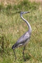 Black-headed heron walking in the high grass Royalty Free Stock Photo