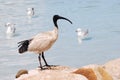 Black-headed Ibis Royalty Free Stock Photo