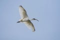 Black-headed Ibis flying in blue sky. Royalty Free Stock Photo