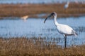 Black headed Ibis in a bird sanctuary