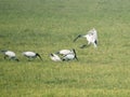 Black headed ibis birds eating and one flying black headed ibis bird