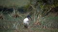 Black headed ibis fishing in the wetlands