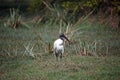 Black headed ibis fishing in the wetlands