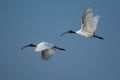 Black Headed ibis Royalty Free Stock Photo