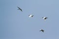 Black-headed Ibis in flight in Pottuvil, Sri Lanka Royalty Free Stock Photo