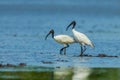 Black-headed ibis Royalty Free Stock Photo