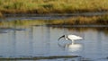 Black-headed Ibis immature in Pottuvil, Sri Lanka Royalty Free Stock Photo