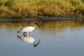 Black-headed Ibis immature in Pottuvil, Sri Lanka Royalty Free Stock Photo