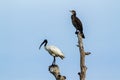 Black-headed Ibis and Indian cormorant in Pottuvil, Sri Lanka