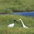 Black-headed Ibis and Intermediate Egret in Pottuvil, Sri Lanka