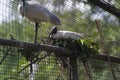 Black-headed Ibis or Oriental White Ibis Threskiornis melanocephalus Nesting