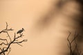 Black-headed Ibis perched on a tree at Keoladeo Ghana National Park, Bharatpur Royalty Free Stock Photo