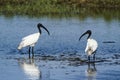 Black-headed Ibis in Pottuvil, Sri Lanka Royalty Free Stock Photo