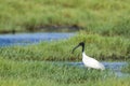 Black-headed Ibis in Pottuvil, Sri Lanka Royalty Free Stock Photo