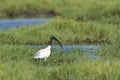 Black-headed Ibis in Pottuvil, Sri Lanka Royalty Free Stock Photo