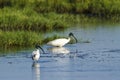 Black-headed Ibis in Pottuvil, Sri Lanka Royalty Free Stock Photo