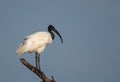 Black-headed ibis sitting on a dead tree trunk Royalty Free Stock Photo